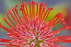 USA, Washington State, Seabeck. Close-up of nodding pincushion flower. Art Print